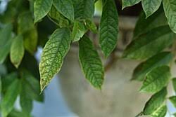 Image result for Uvaria tanzaniae