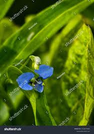 Image result for Commelina diffusa
