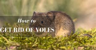 More images for how to get rid of voles in your garden » How To Get Rid Of Voles In Your Garden