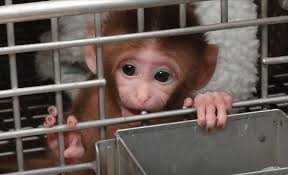 Image result for monkey caged