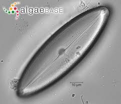 Image result for Dissotis caloneura