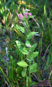 Image result for Pluchea