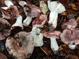 Image result for Russula variata