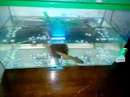 Umpan ikan mas memang tersedia di beberapa toko ikan dan toko pancing, namun dengan membuat sendiri tentu akan lebih murah. Ikan Puyu Betok Emas Dan Kampung 2 Youtube