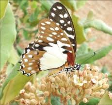 Image result for Psorospermum febrifugum