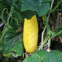 Image result for Cucumis engleri
