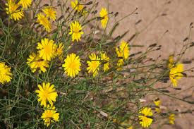 Image result for Launaea