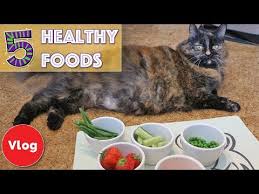 This vegetable is completely safe for your cat to. Broccoli For Cats Can Cats Eat Broccoli Is It Good For Cats Pro Active Pet Products