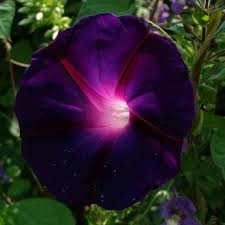 It tends to outgrow everything. Morning Glory Seeds Knowlians Black Flower Seeds In Packets Bulk Eden Brothers