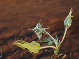 Image result for Trichodesma zeylanicum