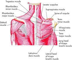 Learn faster with interactive shoulder quizzes, diagrams and worksheets. Chapter 1 Shoulder Musculoskeletal Key