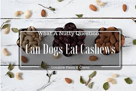 Check spelling or type a new query. Can Dogs Eat Cashews What A Nutty Question Doghubs Community