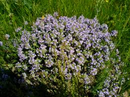 Image result for Tinnea eriocalyx