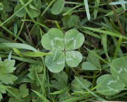 Image result for Trifolium masaiense