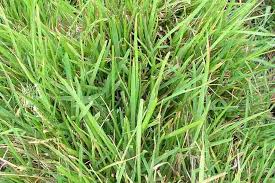 Image result for Stenotaphrum