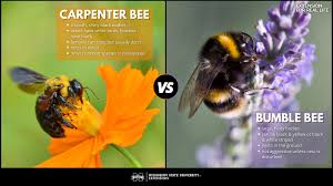 Carpenter bees are also called wood boring bees. What S The Difference In Carpenter Bees And Bumble Bees Mississippi State University Extension Service
