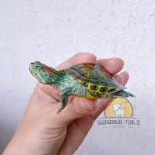 Maybe you would like to learn more about one of these? Kura Kura Brazil Turtle Shopee Indonesia