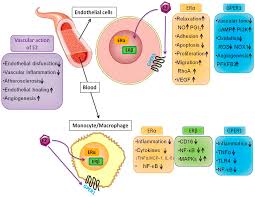 Ijms Free Full Text Estrogen Angiogenesis Immunity And Cell Metabolism Solving The Puzzle Html