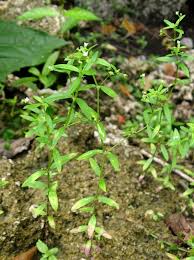 Image result for Oldenlandia angolensis