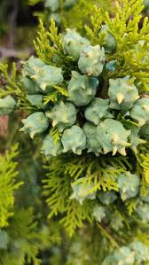 Image result for Platycladus orientalis