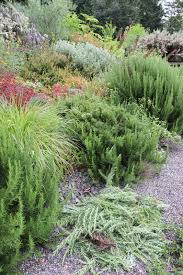 Image result for rosemary pruning