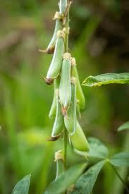 Image result for Crotalaria podocarpa