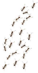 We are family owned and operated. Pest Control Wichita Kansas All Star Pest Control