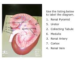 Renal pyramids (rp) are structures found in all kidney tissue. Kidney Tutorial Php Majorsbiology Kidney Html Go Ppt Download