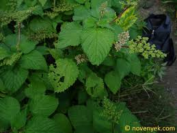 Image result for Laportea aestuans