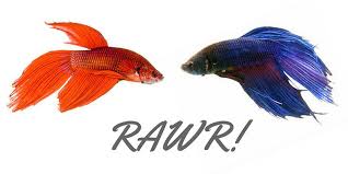 If you enjoyed pleas subscribe my channel. Why Do Betta Fish Fight Bettafish Org
