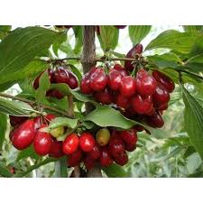Cornelian Cherry Cornus Mas 30 75 200 Seeds Gift Etsy Cornus Mas Seeds Gifts Fast Growing Trees