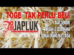 Siapkan kacang kedelai yang akan dibuat menjadi tauge terlebih dahulu. I Ytimg Com Vi Jw2gfkj8jl0 Hqdefault Jpg