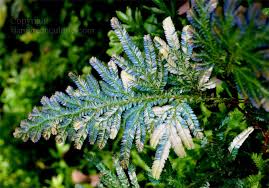 Image result for Selaginella versicolor
