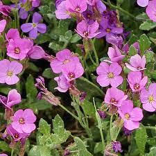 Image result for Arabis alpina