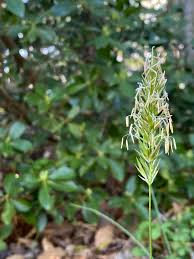 Image result for Anthoxanthum nivale