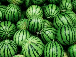 Also the center of the watermelon where the seeds normally as pulse said, colour is a good indicator and give them a tap and they'll have a nice hollow sound. How To Grow Watermelons