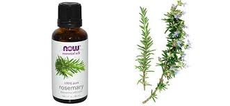 Rosemary oil is one of the best essential oils used for a number of things. Rosemary Oil For Hair Growth Benefits How To Use Reviews Recipe Results Pictures