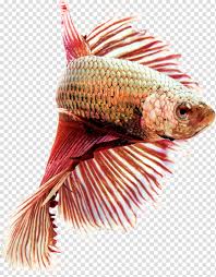 Bettas are sold in small cups at the store, this is not the way to keep them. Butterfly Siamese Fighting Fish Butterfly Tail Aquarium Veiltail Butterfly Koi Peaceful Betta Pet Transparent Background Png Clipart Hiclipart