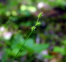 Image result for Carex echinochloe