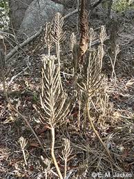 Image result for Bryophyllum tubiflorum