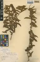 Image result for Combretum oxystachyum