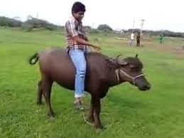 Maybe you would like to learn more about one of these? Man Riding On Buffalo Youtube