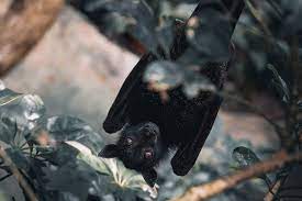 Learn why bats, bears, primates, and more will not make good companion animals. Can You Have A Pet Bat What About A Pet Otter Let S Eat Cake