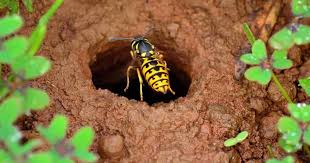 We did not find results for: How To Get Rid Of Wasps Naturally 10 Ways For Control Details