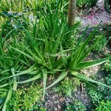 Bagaimana sebetulnya tanaman lidah buaya tumbuh dan berkembang? Tanaman Lidah Buaya Di Bandung Tribunjualbeli Com