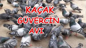 Yabani Guvercinler Arasinda Kacak Kus Avi Youtube