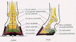 Anatomie Sabot Cheval Recherche Google Equitation Anatomy Cheval