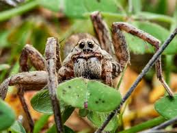 Image result for wolf spider bite skin