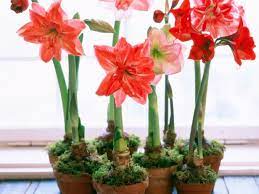 How To Grow Amaryllis In Your Outdoor Garden Http Www Hgtvgardens Com Flowers And Plants Take It Outside Gr Bulb Flowers Growing Bulbs Indoors Growing Bulbs