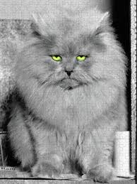 The breed's long hair was probably the result of a natural mutation, and its striking appearance. 1940s Long Hair Blue Persian Cat Puzzle For Sale By Vintage Images